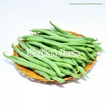 Benih 15 Biji Buncis LOGAWA