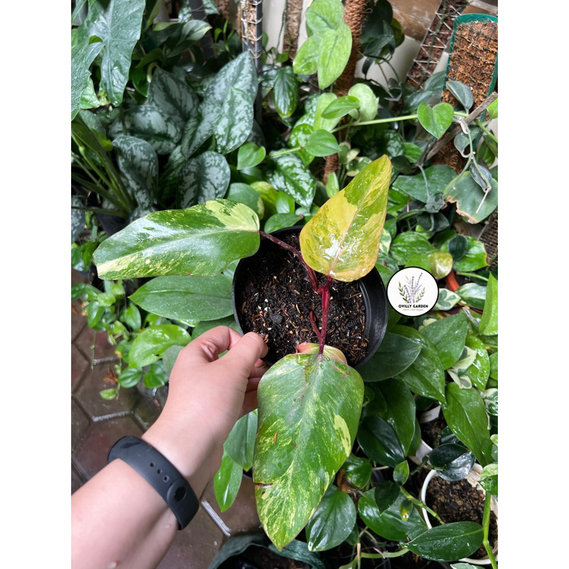 strawberry shake philodendron