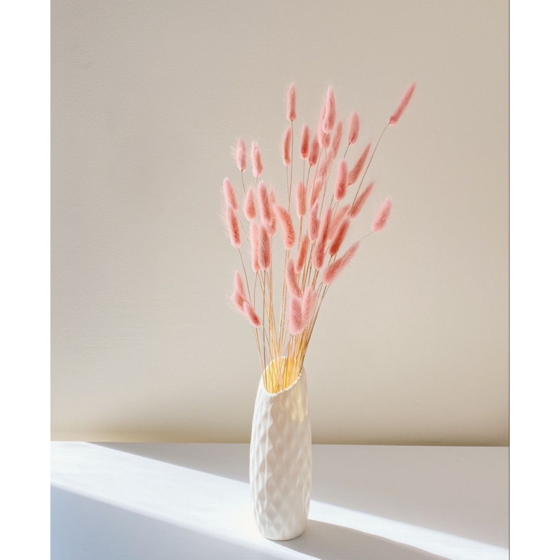 Lagurus Bunny Tail Bunga Kering Dried Flower Florist