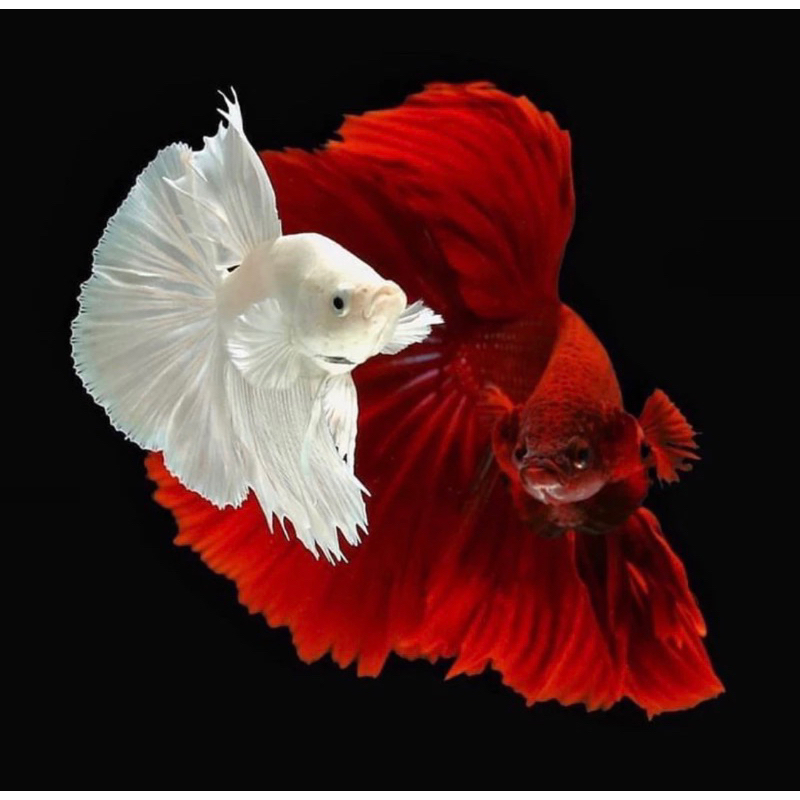 Cupang Halfmoon Merah Putih isi 2