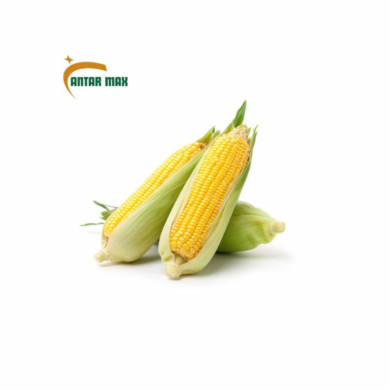 

Jagung 500g