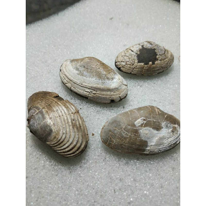 batu posil temuan asli