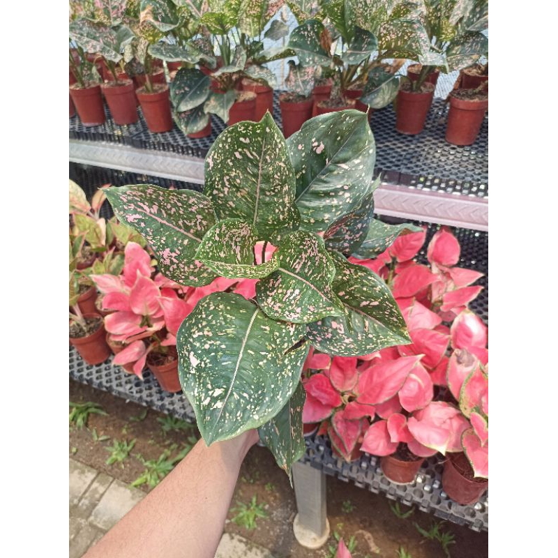 Aglonema Pink Dalmation