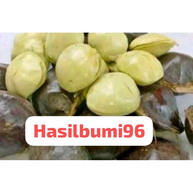 

JENGKOL MUDA BELUM KUPAS 250GR