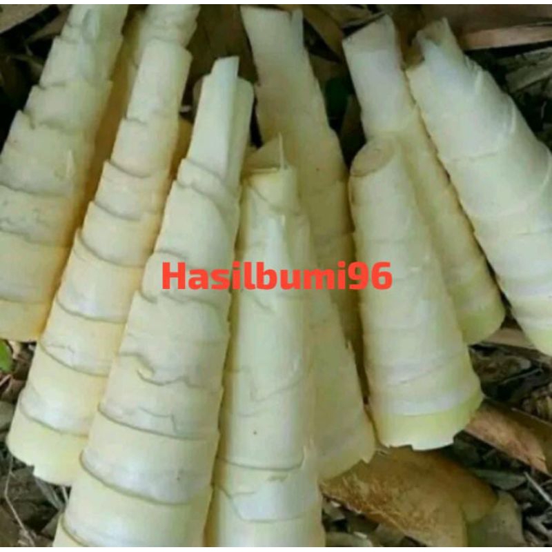 

REBUNG / BAMBU MUDA BELUM KUPAS 500GR