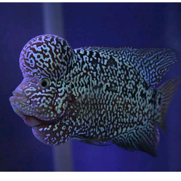 Dekorasi aquarium burayak louhan cencu mutiara rapat louhan prestasi