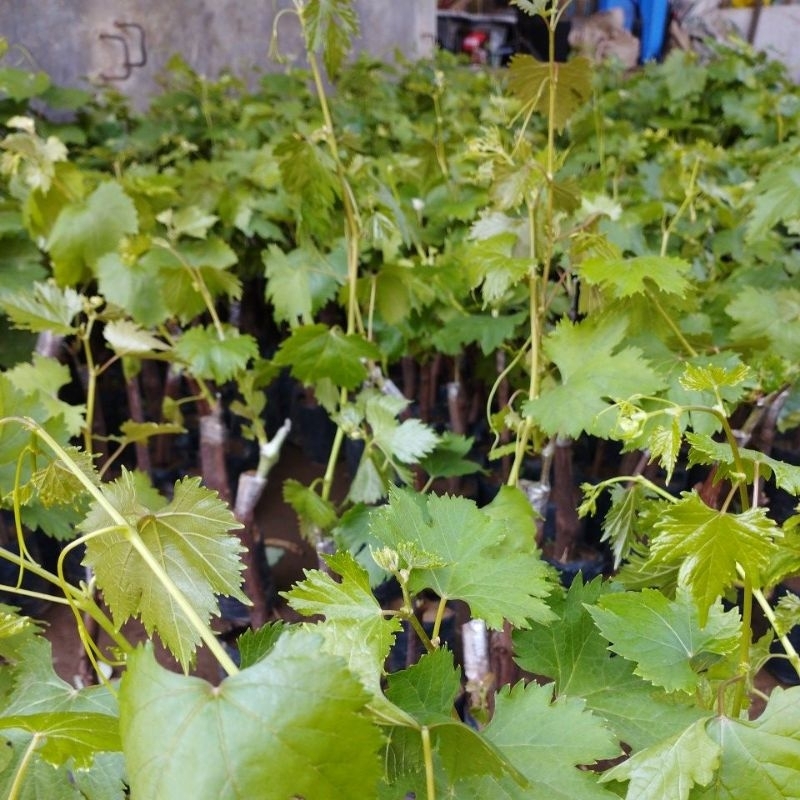 bibit tanaman anggur import arra 15