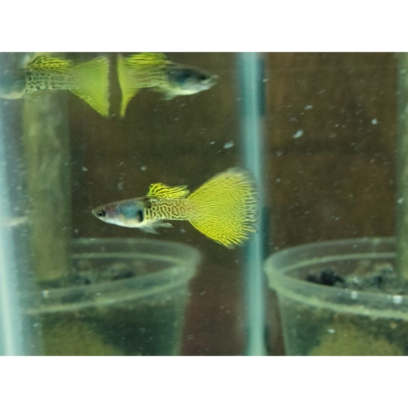 Packing box guppy metal snake skin yellow lace