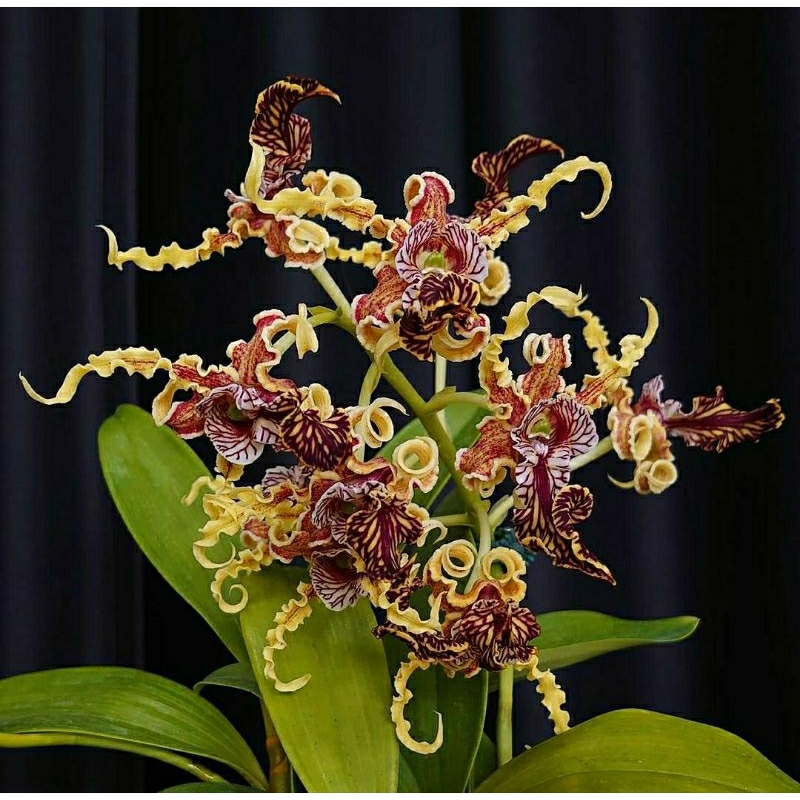 Dendrobium Spectabile