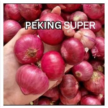 

BAWANG MERAH PEKING 1KG BAWANG MERAH MURAH 1KG BAWANG MERAH PEKING IMPORT INDIA 1 KG FRESH