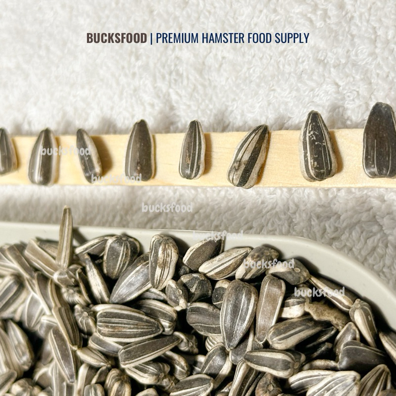 Biji Bunga Matahari | Kuaci Camilan Hamster Snack Import