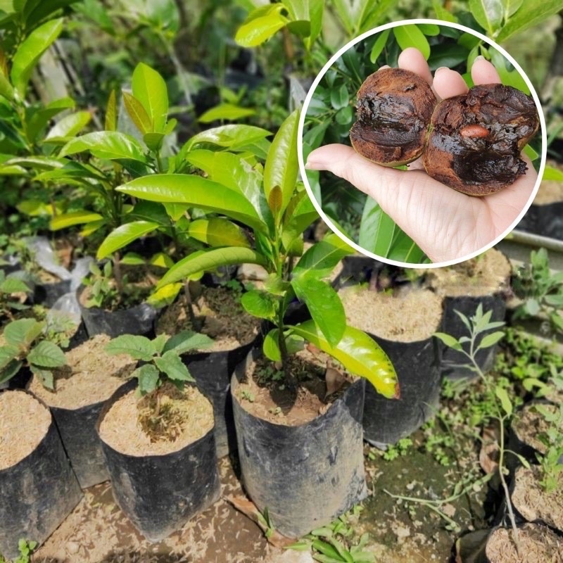 Tanaman Buah Black Sapote / Kesemek Hitam / Buah Puding Hitam
