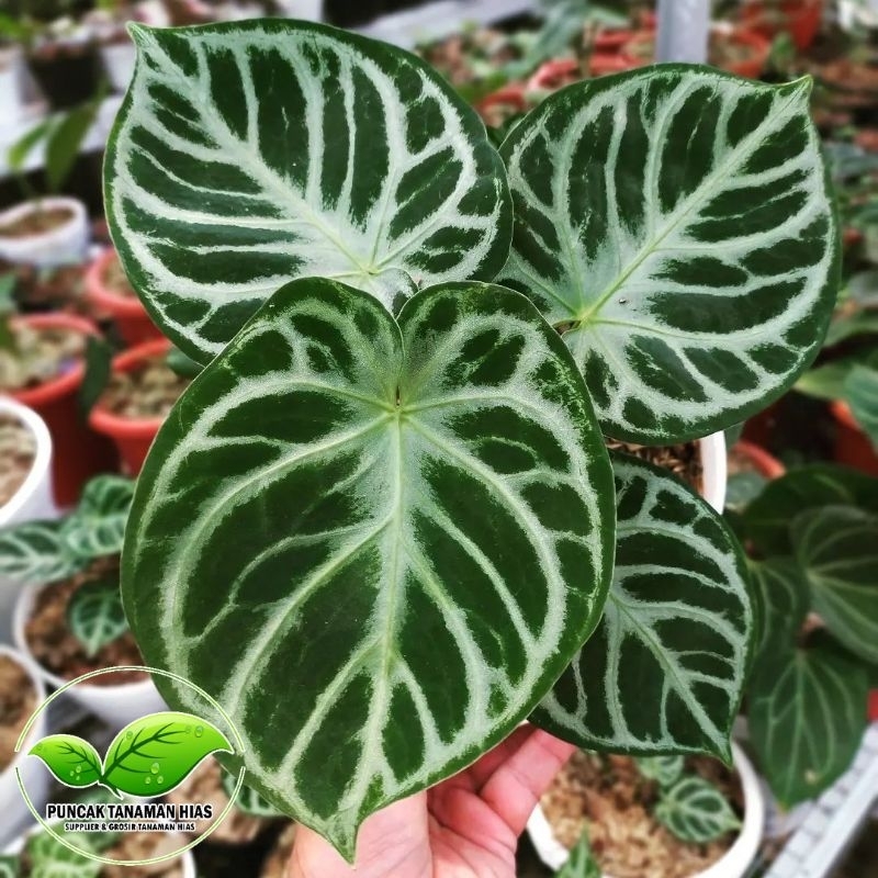 Tanaman hias anthurium dorayaki silver - Anturium dorayaki