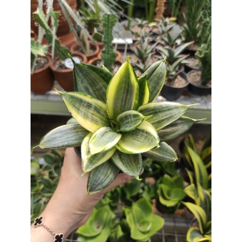 Sansevieria Trifasciata Hahnii Silver Frost / Sansevieria Silver
