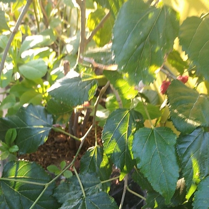 

Daun Murbe / Murbei /Besaran / Mulberry petik segar