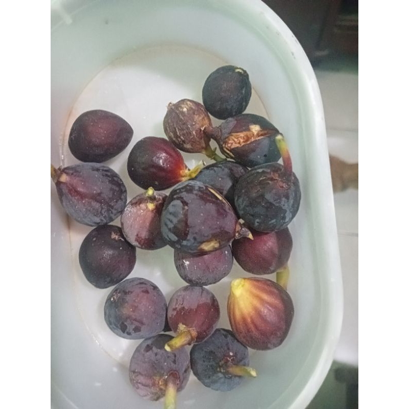 

Buah Tin Segar