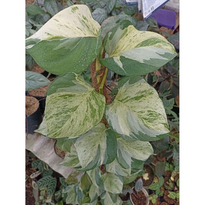 Sirih Manjula / Epipremnum Manjula / Sirih Keong