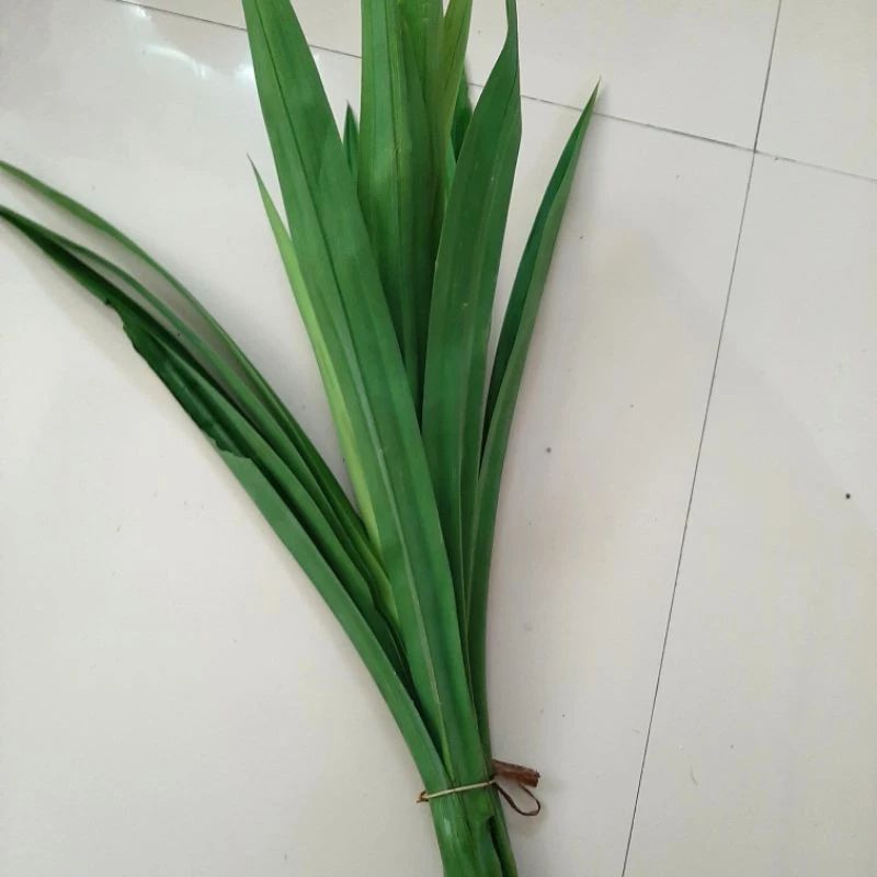 

daun pandan segar satu iket