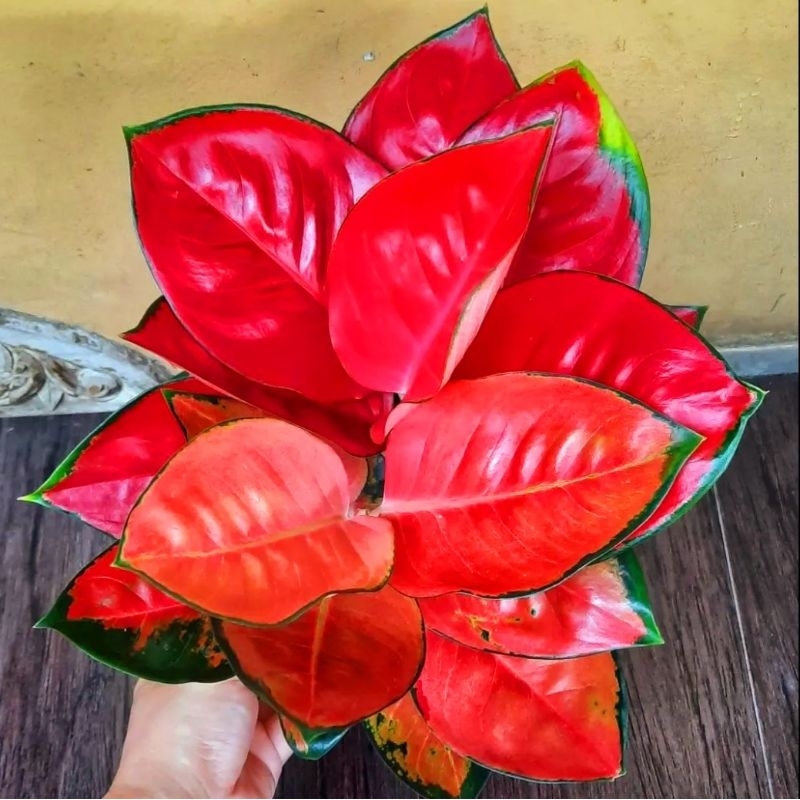 Aglonema suksom jaipong merah merona (Tanaman hias aglaonema suksom jaipong roset) - tanaman hias hidup - bunga hidup - bunga aglonema - aglaonema merah - aglonema merah - aglaonema murah - aglaonema murah