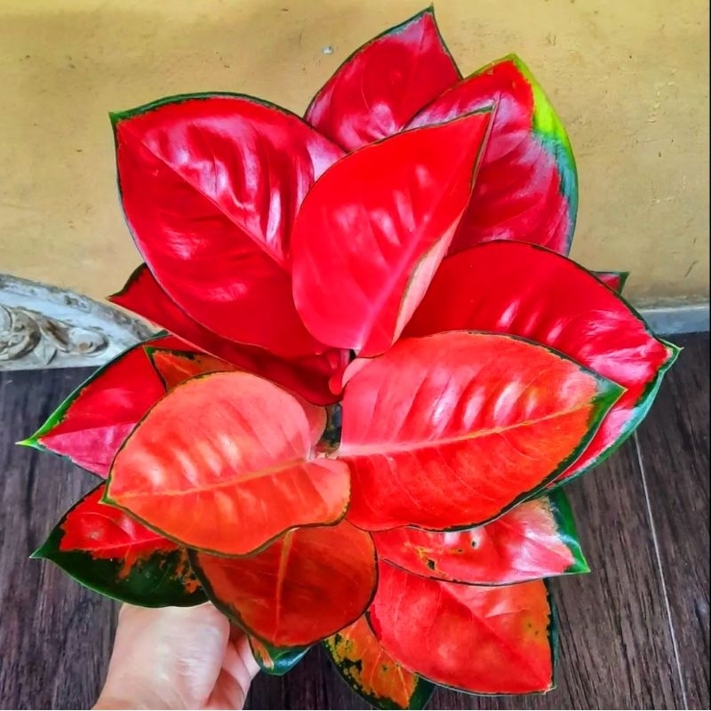 Aglonema suksom jaipong merah merona (Tanaman hias aglaonema suksom jaipong roset) - tanaman hias hi