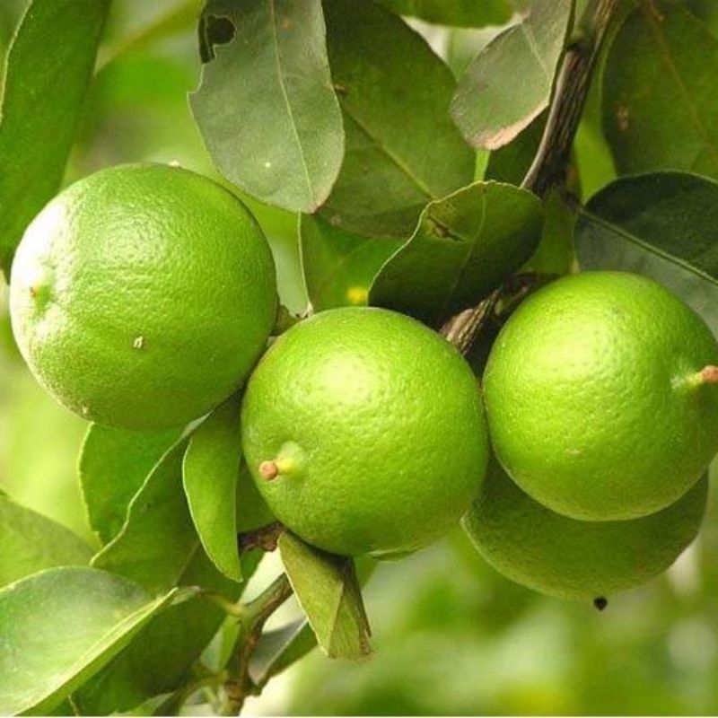 bibit jeruk nipis kondisi sudah berbuah