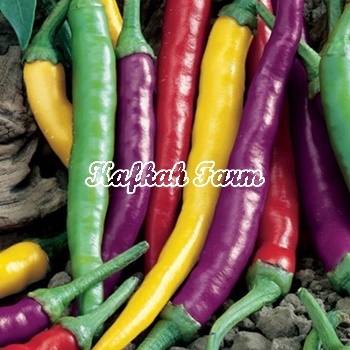 Benih 5 Biji Pepper Joe Cayenne Blend Pepper