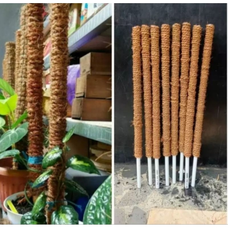 turus penyangga tanaman rambatan 50cm