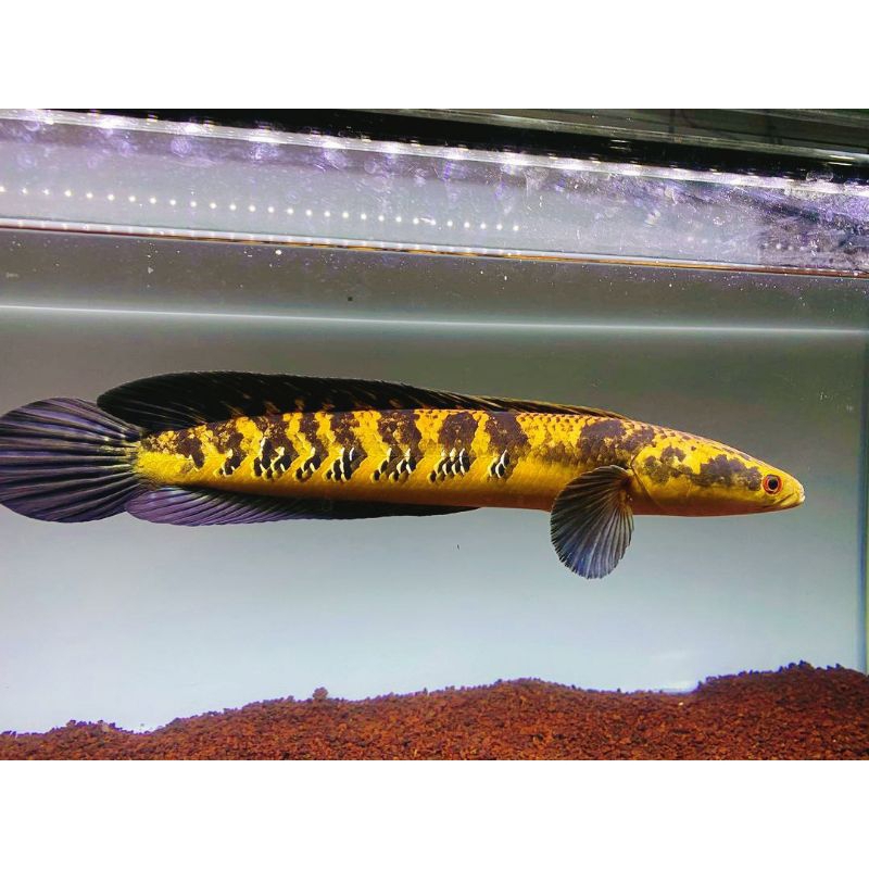 GARANSI 100% CHANNA MARU YELLOW SENTARUM ATAU MARU YS SIZE 7CM-20CM BAHAN PROGRES SORTIRAN,Cabung Ti