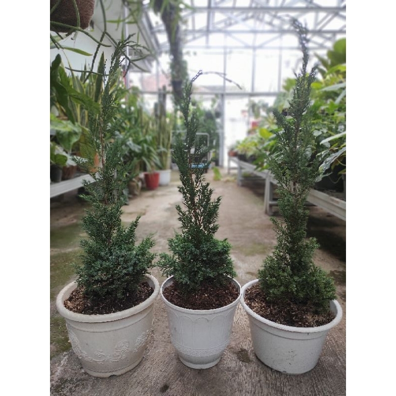 Pohon Cemara Lilin / Cemara Lilin / Pohon Cemara