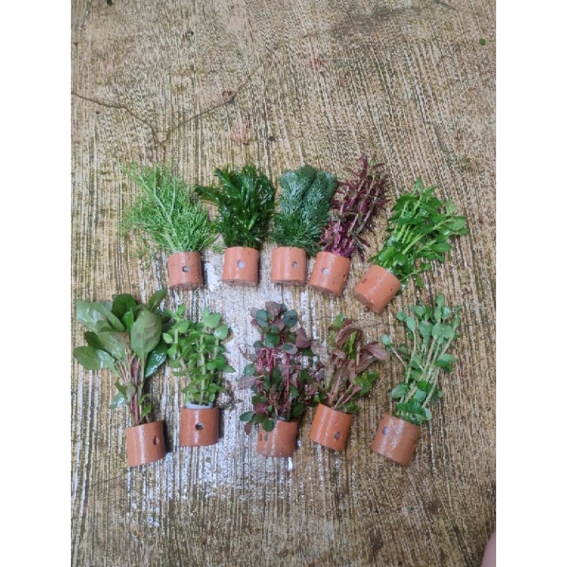 paket 10 pot 10 jenis tanaman aquascape