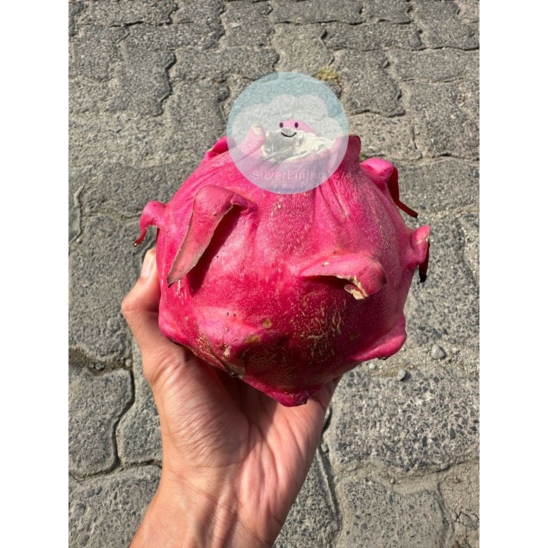 

BUAH NAGA MERAH / RED DRAGON FRUIT