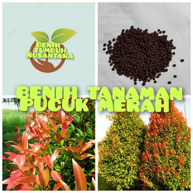 BIJI BENIH TANAMAN PUCUK MERAH