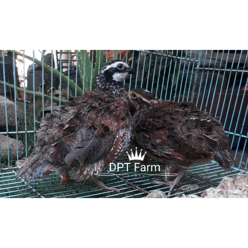 

Telur Puyuh Bobwhite untuk di tetaskan