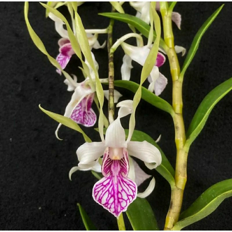 Dendrobium Stratiotes Dewasa