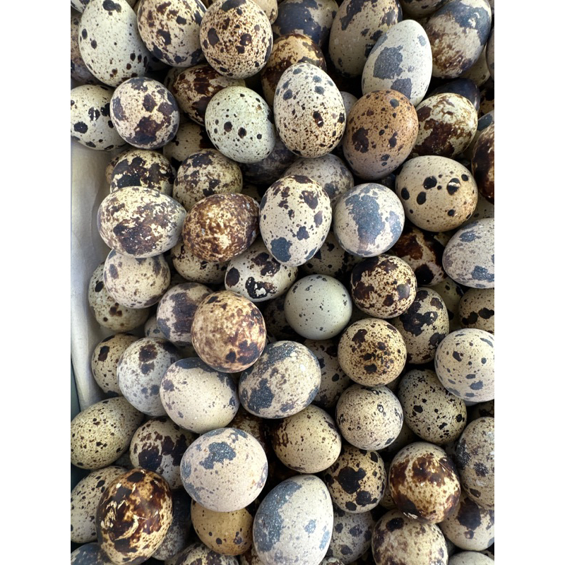 

TELUR PUYUH MENYAH 1/2 kg