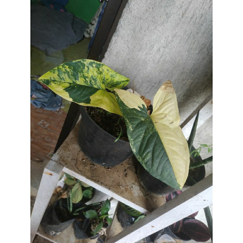 syngonium var yellow/variegata kuning
