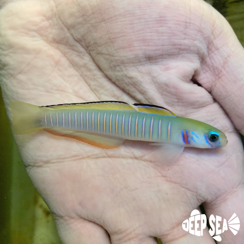 Ikan Hias Air Laut Roket Zebra / Chinese Zebra Bar Dartfish