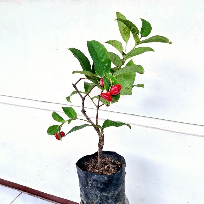 Bibit buah jambu air kancing rimbun - jambu air kancing - jambu air merah - jambu air merah manis