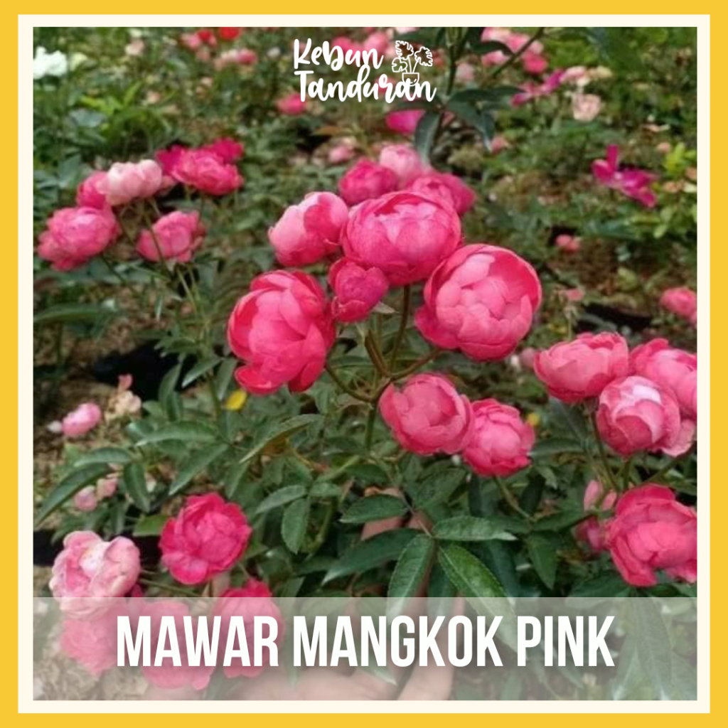 Mawar Rambat Indukan Besar Climbing Rose Aneka Warna