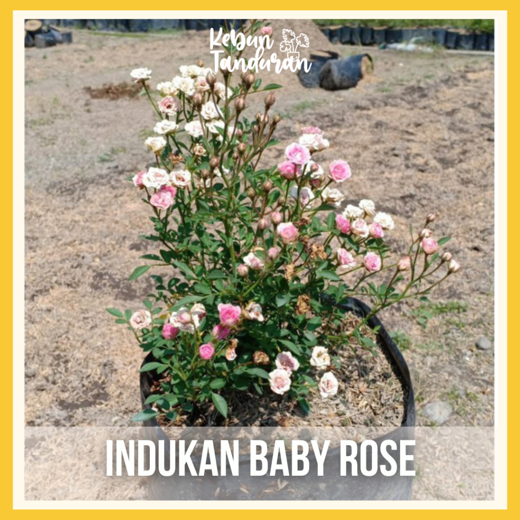 Mawar Rambat Indukan Besar Climbing Rose Aneka Warna