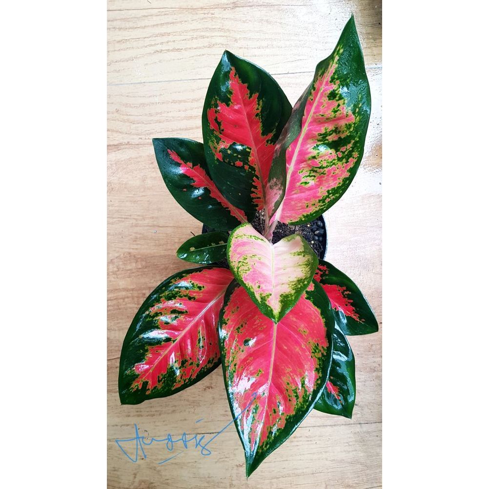 tanaman hias aglaonema red kochin | cameleon | tembaga