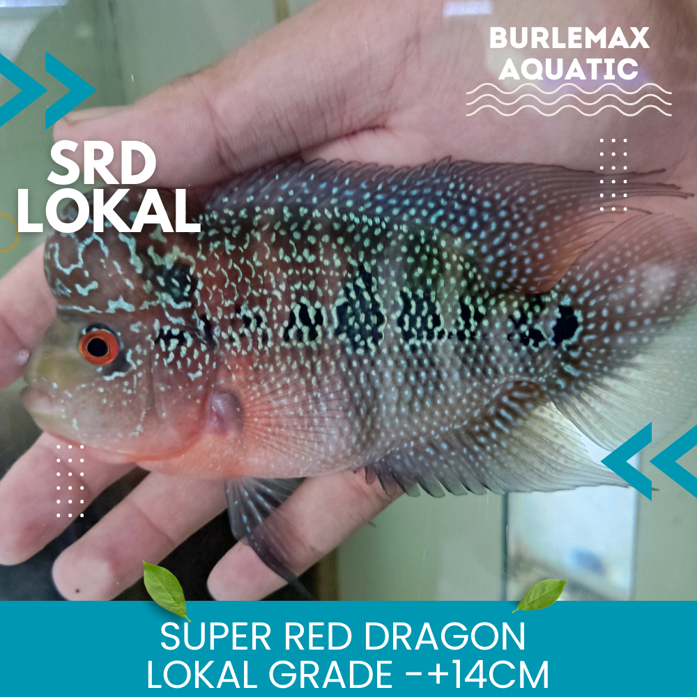 Louhan Lohan SRD Lokal Grade Size -+14 cm Cilnong Garansi 100%