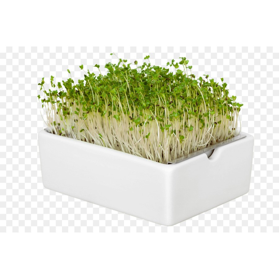 Jirifarm - Microgreen Sprouting Tray With Base - Tray Semai Microgreen Dengan Alas