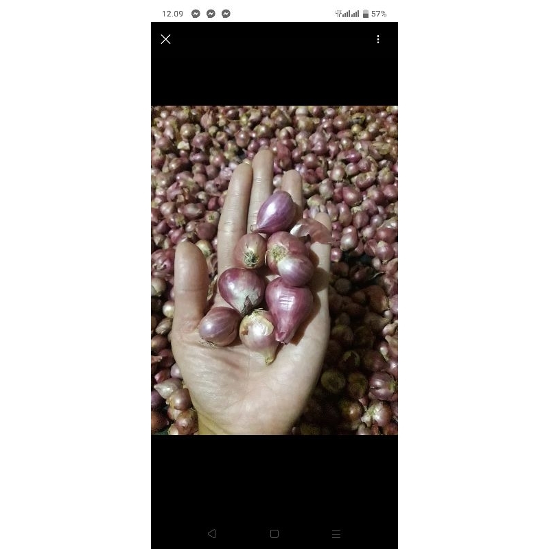 

bawang merah
