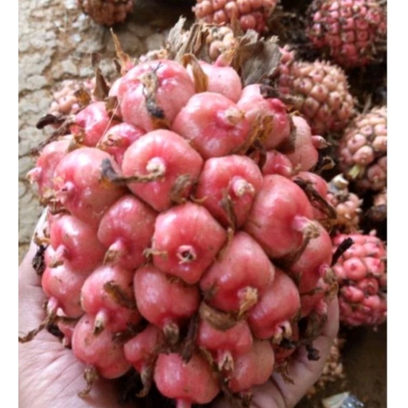 

Buah honje buah kecombrang cocok untuk pelengkap bumbu rujak 1kg