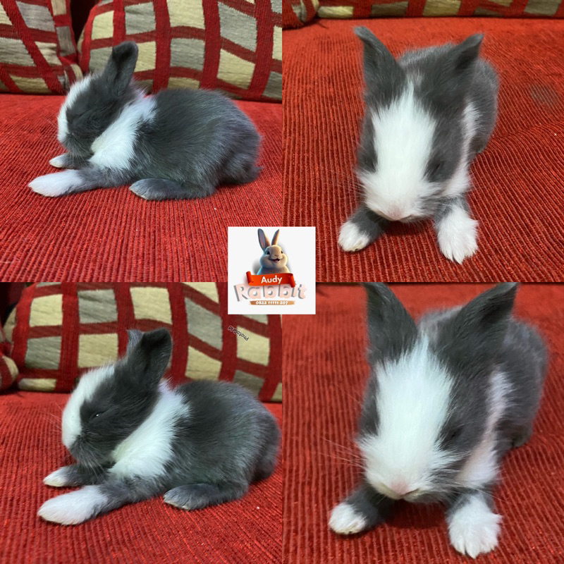 kelinci anakan kelinci murah