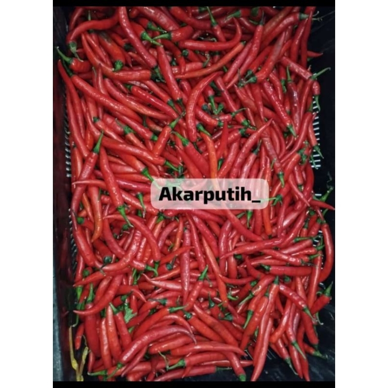 

cabe merah hidroponik