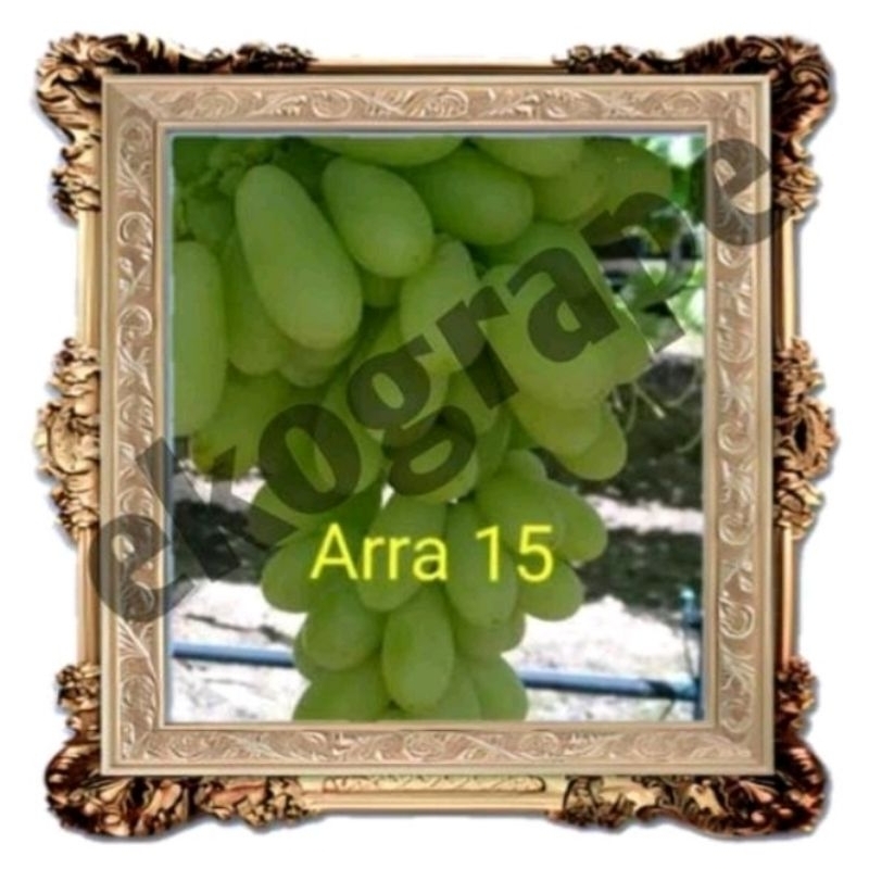 Bingkai_foto_anggur_import_Arra15
