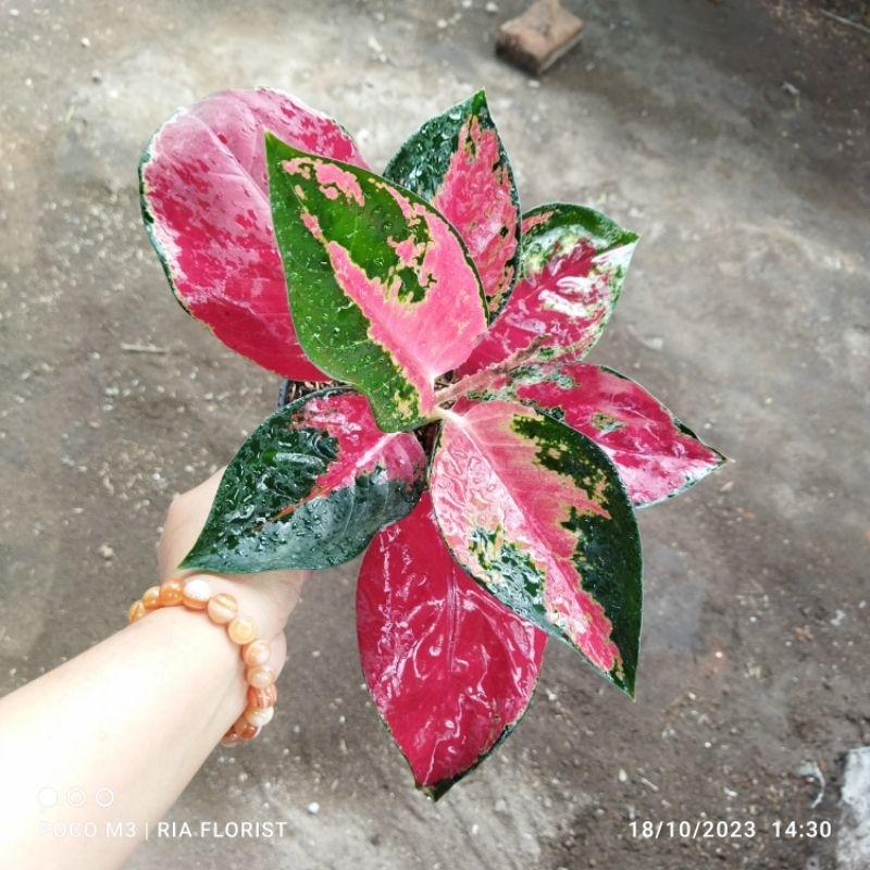 aglaonema suksom jaipong