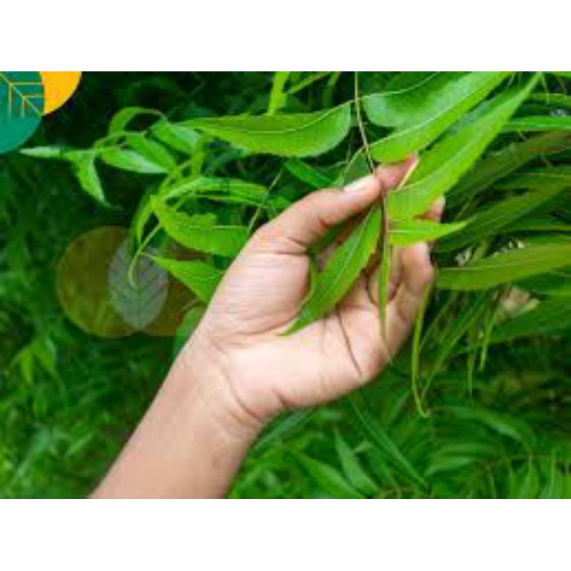 

100 lembar Daun Neem murni segar